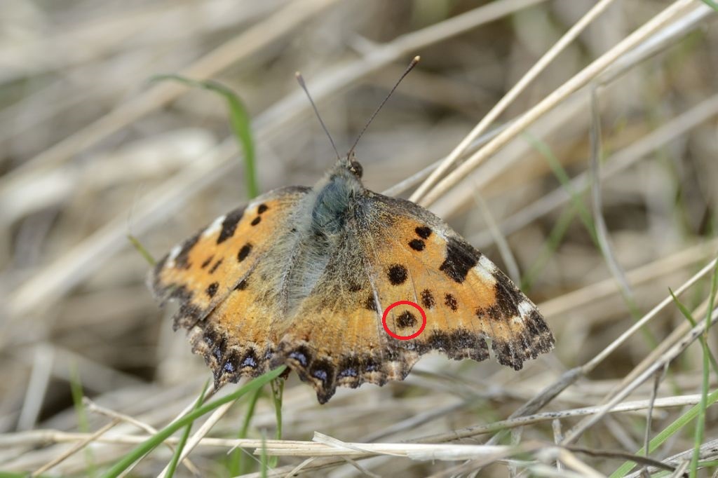 Aglais Urticae?